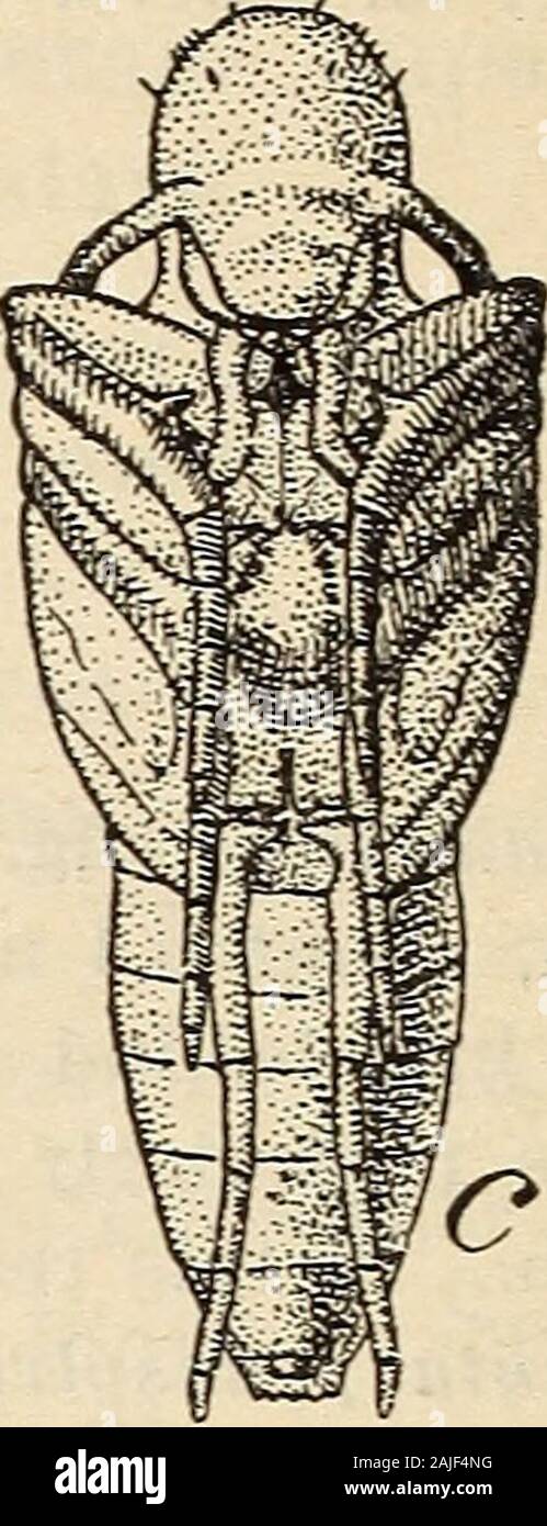 Résultats des travaux sur la méloés dans Kansas . Fig. 15. -Le blister beetle gris (Epicauta cinerca):larve ; l&gt ;, troisième larve ; c, nymphe. Scarabaeidoid obtenu, étant presque tout droit sur le ventre de l'longitudinalement et sans theangular crêtes latérales, les laissant ainsi dans presque circulaire coupe abdominale ; une riche couleur rouge-brun, plus foncé que n'importe quelle autre espèce avec whichthe auteur a travaillé. Appr. La pupa unique (fig. 16, c) de cette specieswhich a été mesuré a une longueur de 12 mm. Banque D'Images