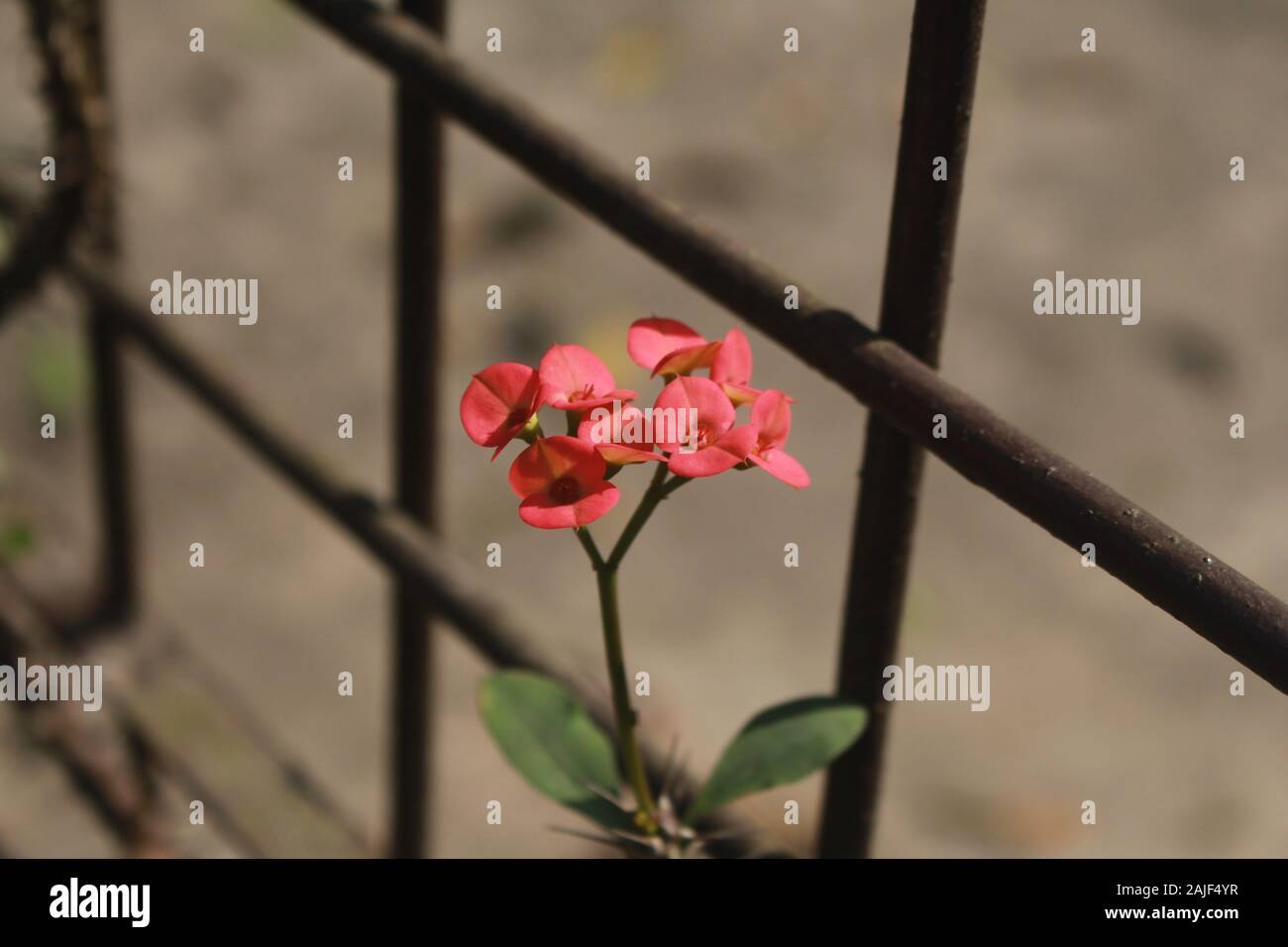 Euphorbia flower photo au Bangladesh Banque D'Images