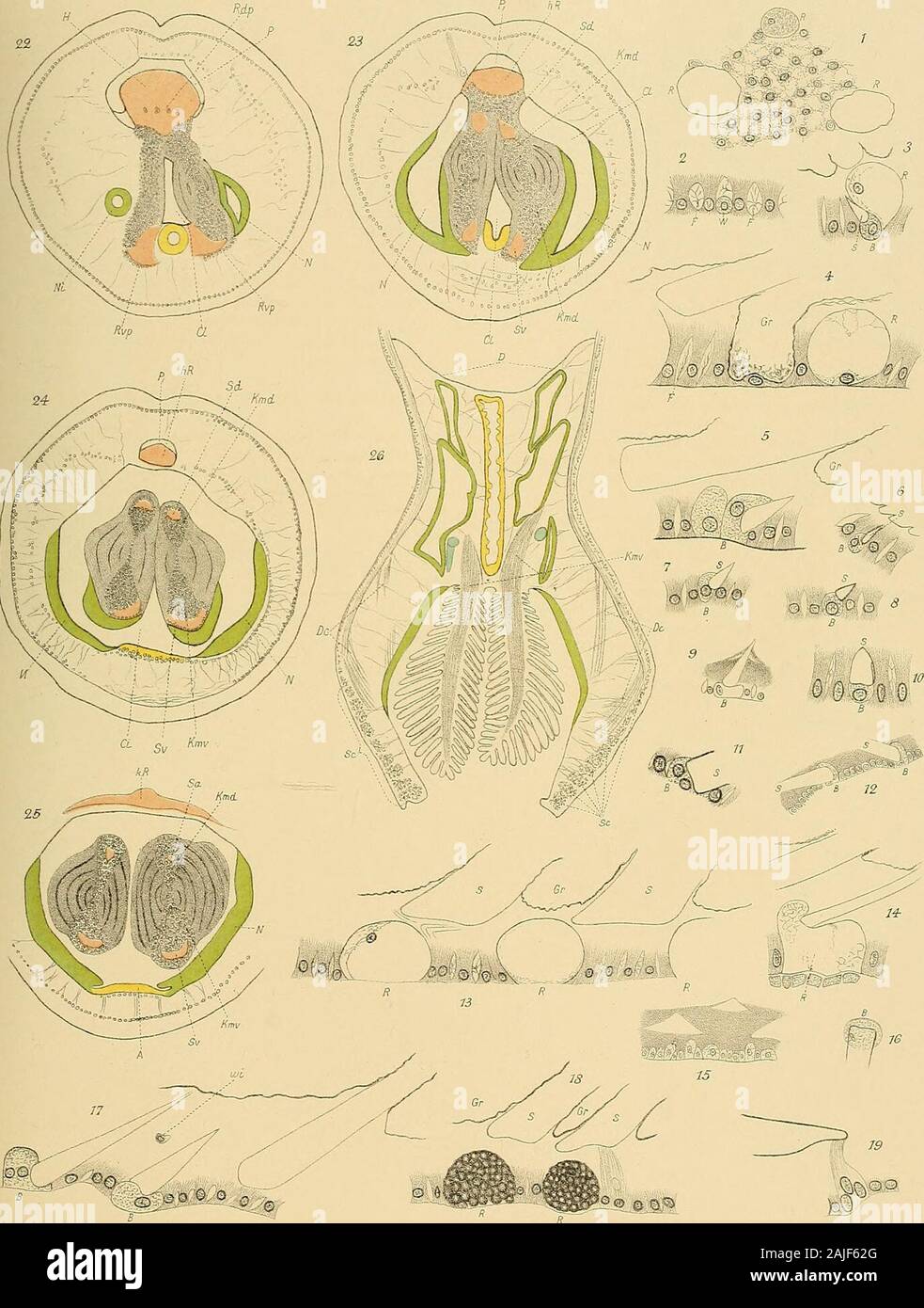 Svenska vetenskapsakademien handlingar . efässessind getroifen. Fig. 26