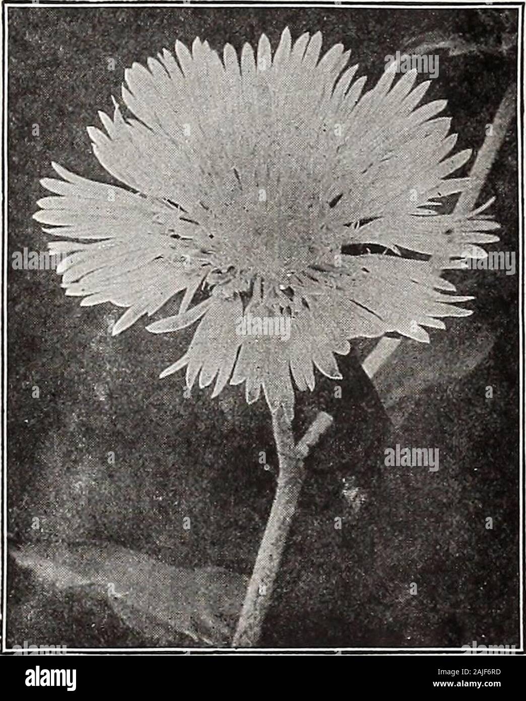 2 /"blanc géant/" Fig Cutting très rare variété