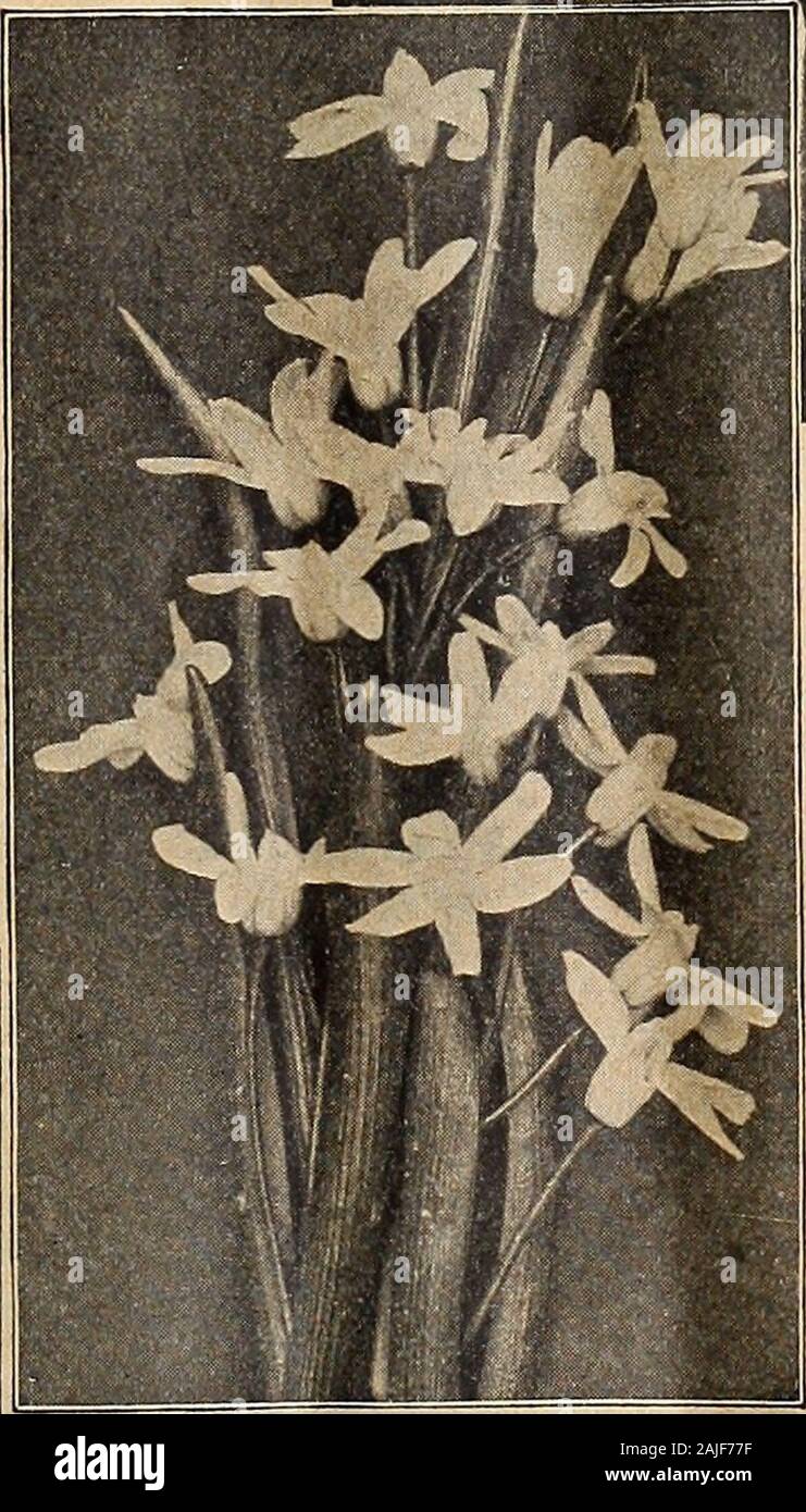 Dreer catalogue automne 1918 du . Fkitillakia Meleagris lis calla blancs ERANTHIS (HVEMALIS Aconit d'hiver) l'aconit d'hiver est un prettyyellow fleur, précieux pour son earlyblooming et bien contrastées avec le perce-neige, qui sont l'onlyflowers à tenir compagnie à dutemps il fleurit. 25 cts. par doz. ;$1,50 par 100 ; 12 $ pour 1000. FRIXII.I.Meleagris ARIA [Serpents, orGuinea Floioer la tête de poule). Un gant ele-espèces, passant de 10 à 18 pouces de haut, en forme de cloche retombante. springcurious flow-i ers, dont la plupart sont très oddlyj marquait, beaucoup d'être andsplashed à damier blanc et purpl Banque D'Images