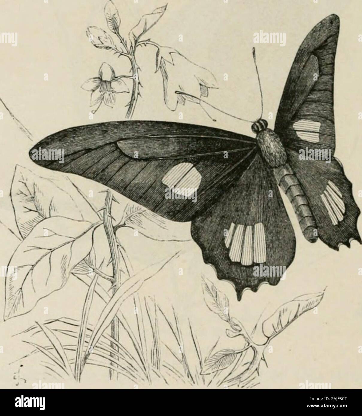 Les insectes à l'étranger : être un compte rendu populaire des affaires d'insectes, de leur structure, des habitudes, et des transformations . L'un de ces noms est Mezentius, nou-le roi de l'Tyrrhenians, qui était habitué à torturemen à mort par les liant aux cadavres morts et ainsi de leavingthem. C'est une espèce rare de la côte ouest de l'Amérique, andat présent il n'y a qu'un seul spécimen dans le British Museum.Il est remarquable d'avoir presque les mêmes couleurs sur les deux côtés à l'étranger. Insectes 550 de ses ailes-un phénomène très rare chez les papillons, en particulier lorsque les couleurs sont sombres et contrastées avec assurance. E Banque D'Images