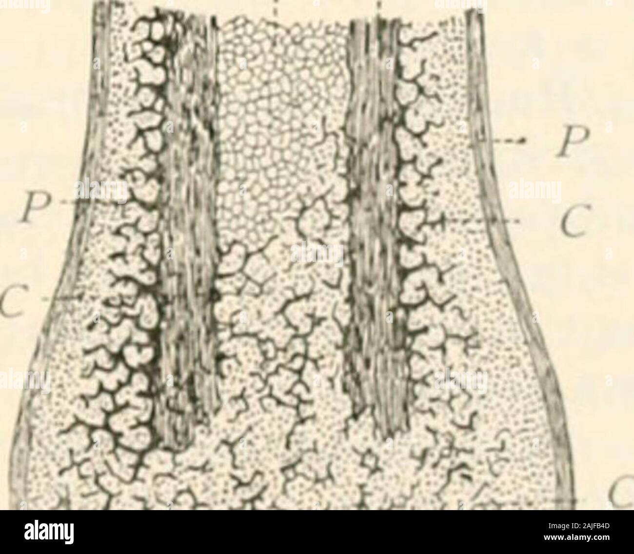 Pathologie : Manuel de bactériologie, y compris la technique du postmortems, et des méthodes de recherche pathologique . Un-moelle, bien que semblable evidencesf)f l'activité cellulaire doivent être rccognizefl dans l'endo-thelium des capillaires. Ceci forme la ger-y minal ou la réparation des tissus, certaines cellules qui iliroiuirohlast ^ (.s) découlent de la couche génétique de l'^ périoste et de la cavité médullaire et produire une matrice de cartilage temporaire ; du même tissus sont fabriqués d'autres cellules, d'thefunction qui, plus tard, est l'achèvement de la formation d'os-seous ; on les appelle des ostcobhists. Thema Banque D'Images