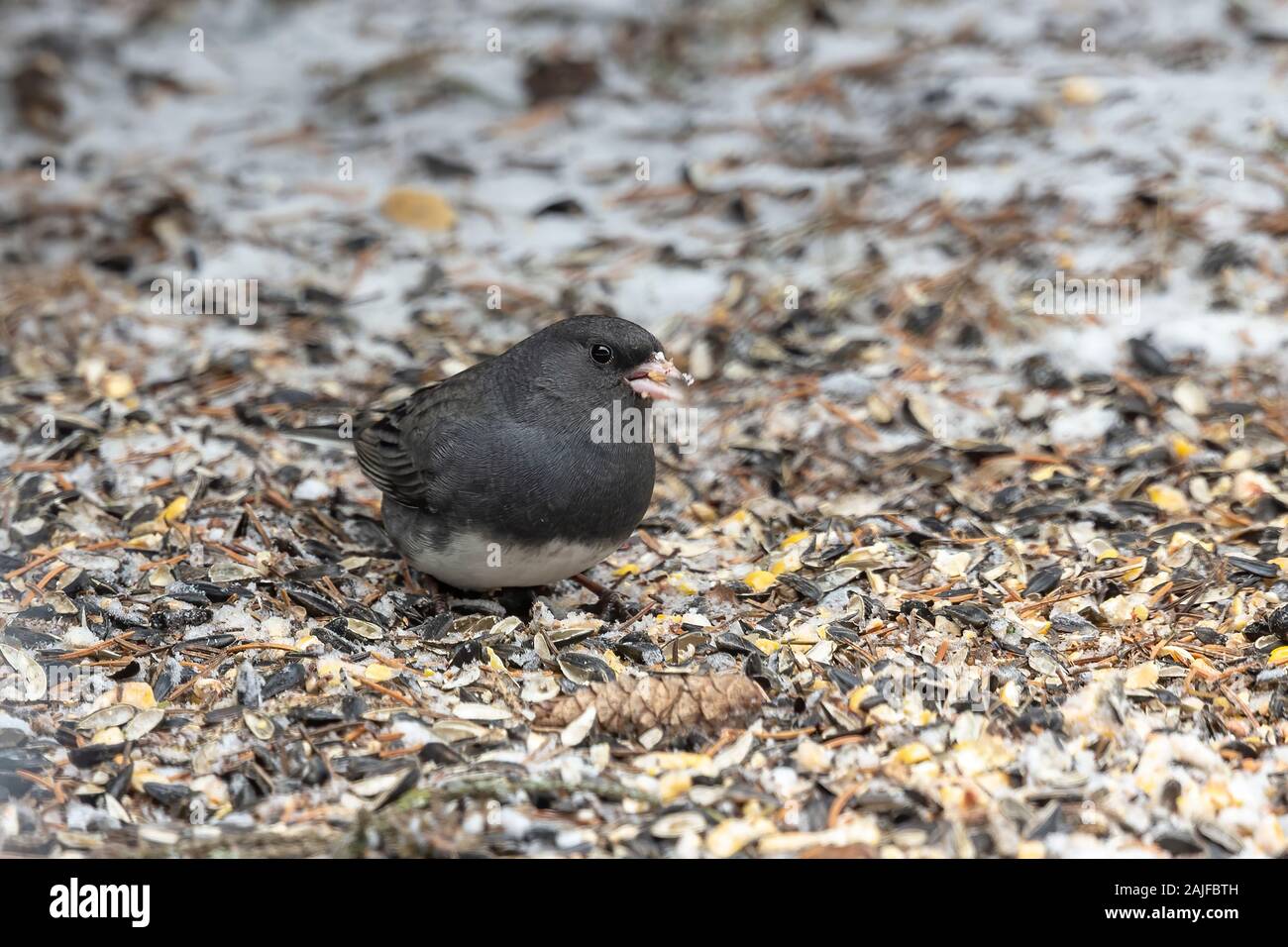 Le Junco ardoisé (Junco hyemalis) à la recherche de nourriture dans la neige sous le convoyeur Banque D'Images