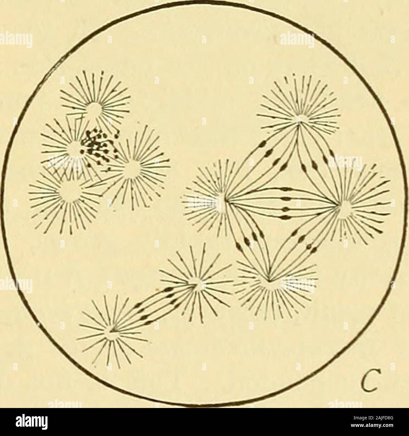 La cellule dans le développement et l'héritage . Fig. li.- poljspermy pathologique. A. la polyspermie dans l'œuf d'.-ij^ra//j/ ci-dessous, l'oeuf-noyau ; ci-dessus, l'oeuf spermatozoawithin trois ensemble. [Sala.] B. à la polyspermie oursin egg traités par la nicotine 0,00590 solution ; dix-nucleishown spermatozoïdes, dont trois ont conjugué avec l'œuf-noyau. C. stade ultérieur d'un oeuf similarlytreated polyaslers, montrant de l'union formée par le sperme-amphiasters. [O. et R. Hertwig.] du corps polaires, n'ont pas le pouvoir de former une membrane vitelline^et les spermatozoïdes toujours les saisir en nombre considérable.Poly Banque D'Images