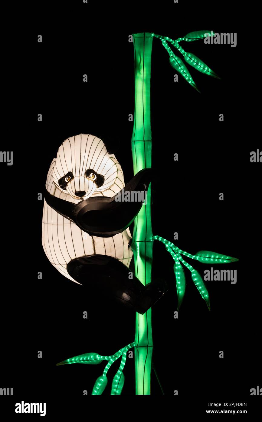 Varsovie, Pologne - 16 décembre 2019 : Giant panda sur bambou chinois au Festival de la lumière, l'exposition de la culture chinoise traditionnelle de nuit au Fort Bema Banque D'Images