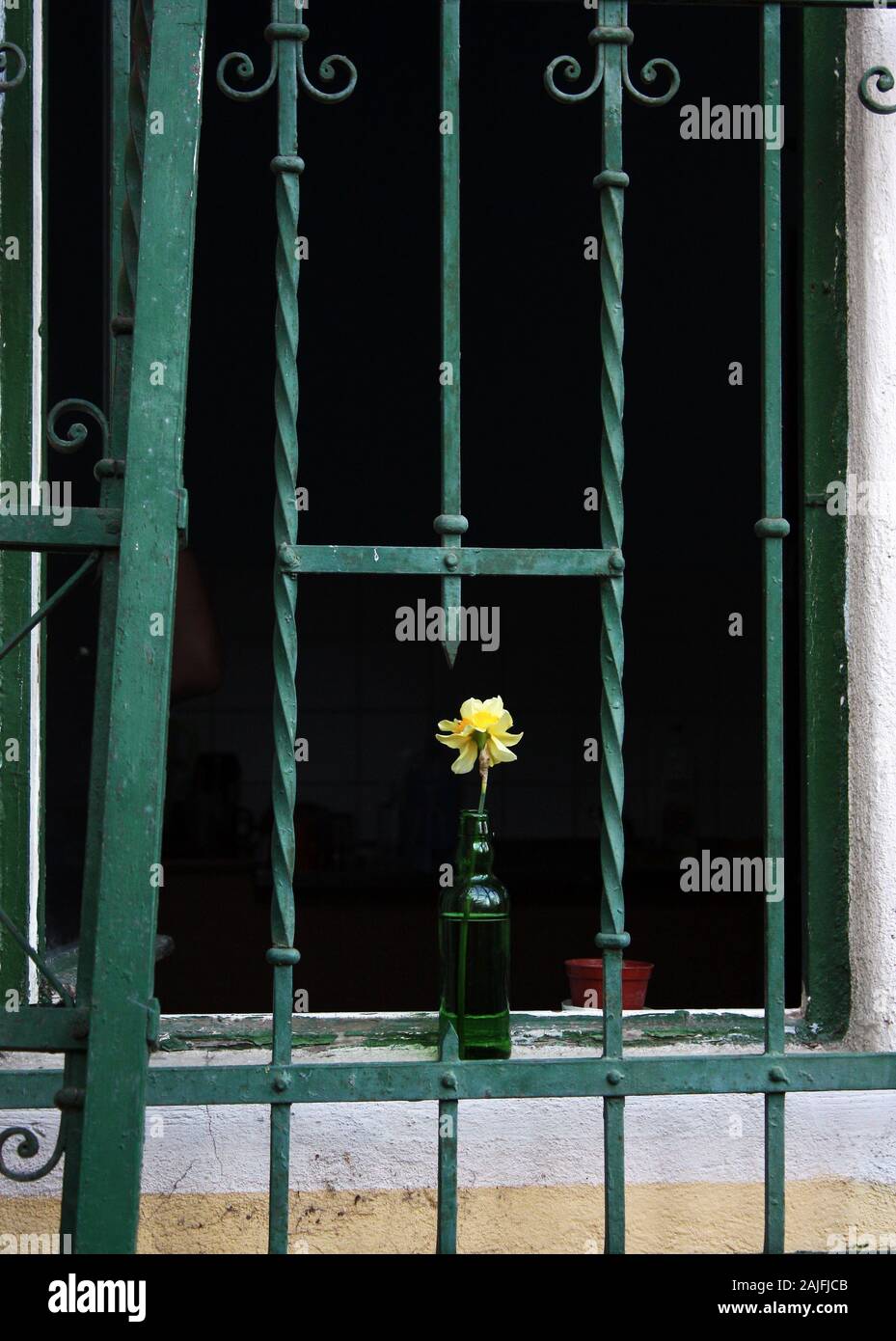 Narcisse jonquille fleur dans un vase derrière les barreaux. Emprisonné de beauté. Banque D'Images