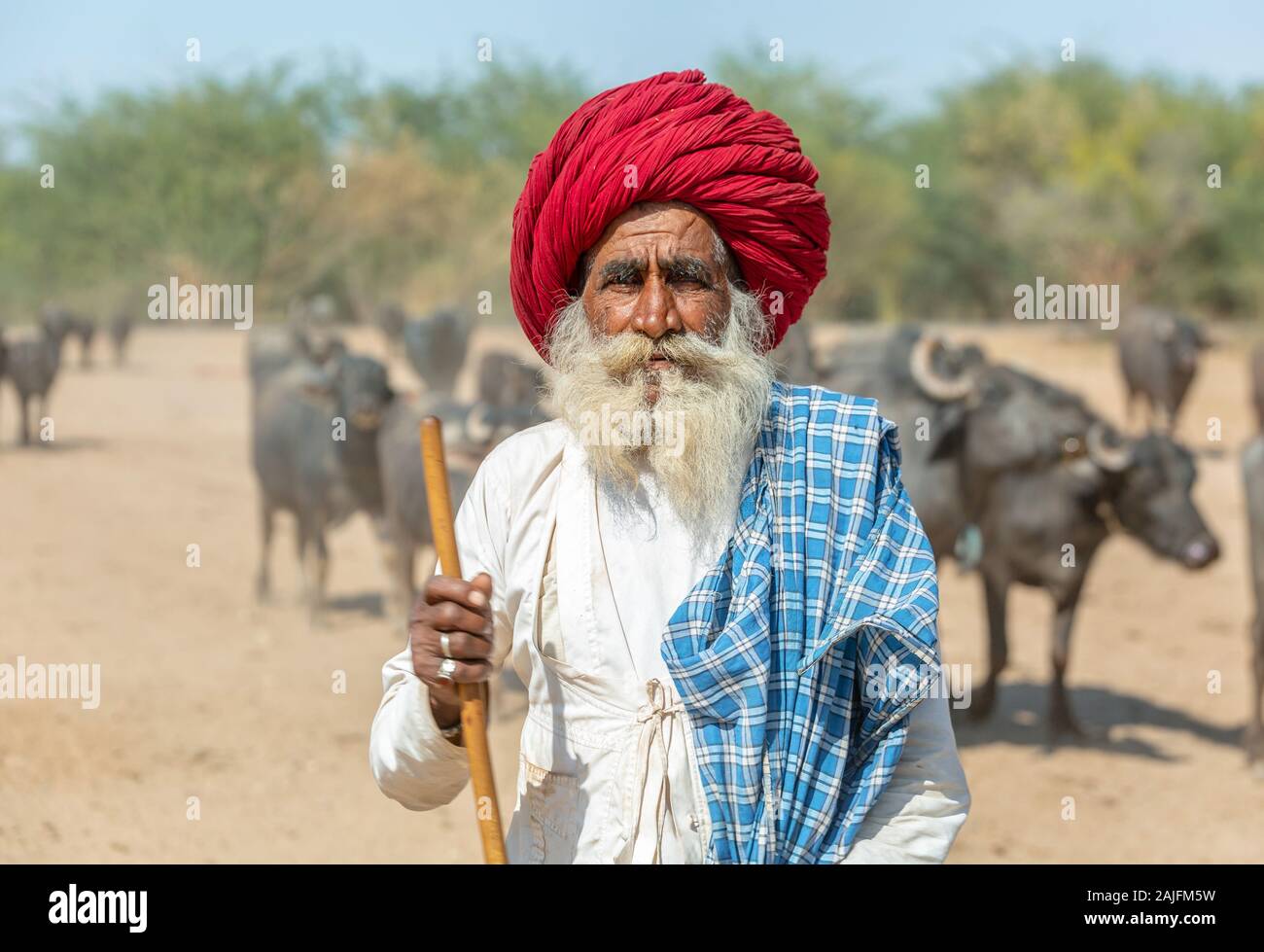 Udaipur, Inde - 06 mars 2017 : Un vieil homme avec une longue barbe grise  et rouge turban de regarder un troupeau de vaches Photo Stock - Alamy