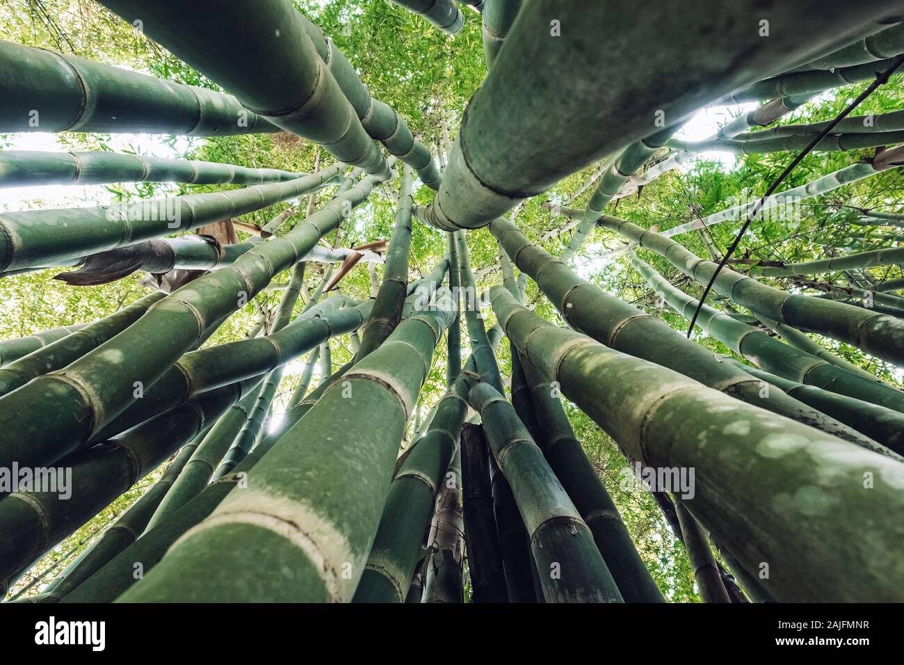 Jusqu'à la forêt de bambous en vert. Banque D'Images