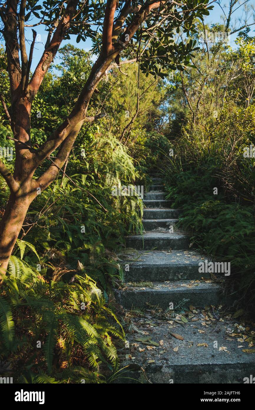 Escalier menant au sommet d'une colline paysage de forêt, des escaliers dans la nature - Banque D'Images