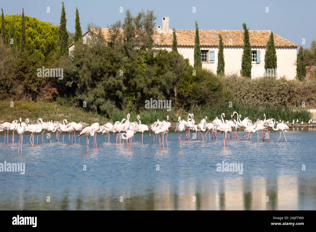 Un groupe de flamants roses dans le Parc National de la Camargue, Provence, France Banque D'Images