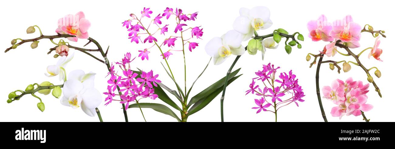 Orchidées, panorama avec fond blanc Banque D'Images