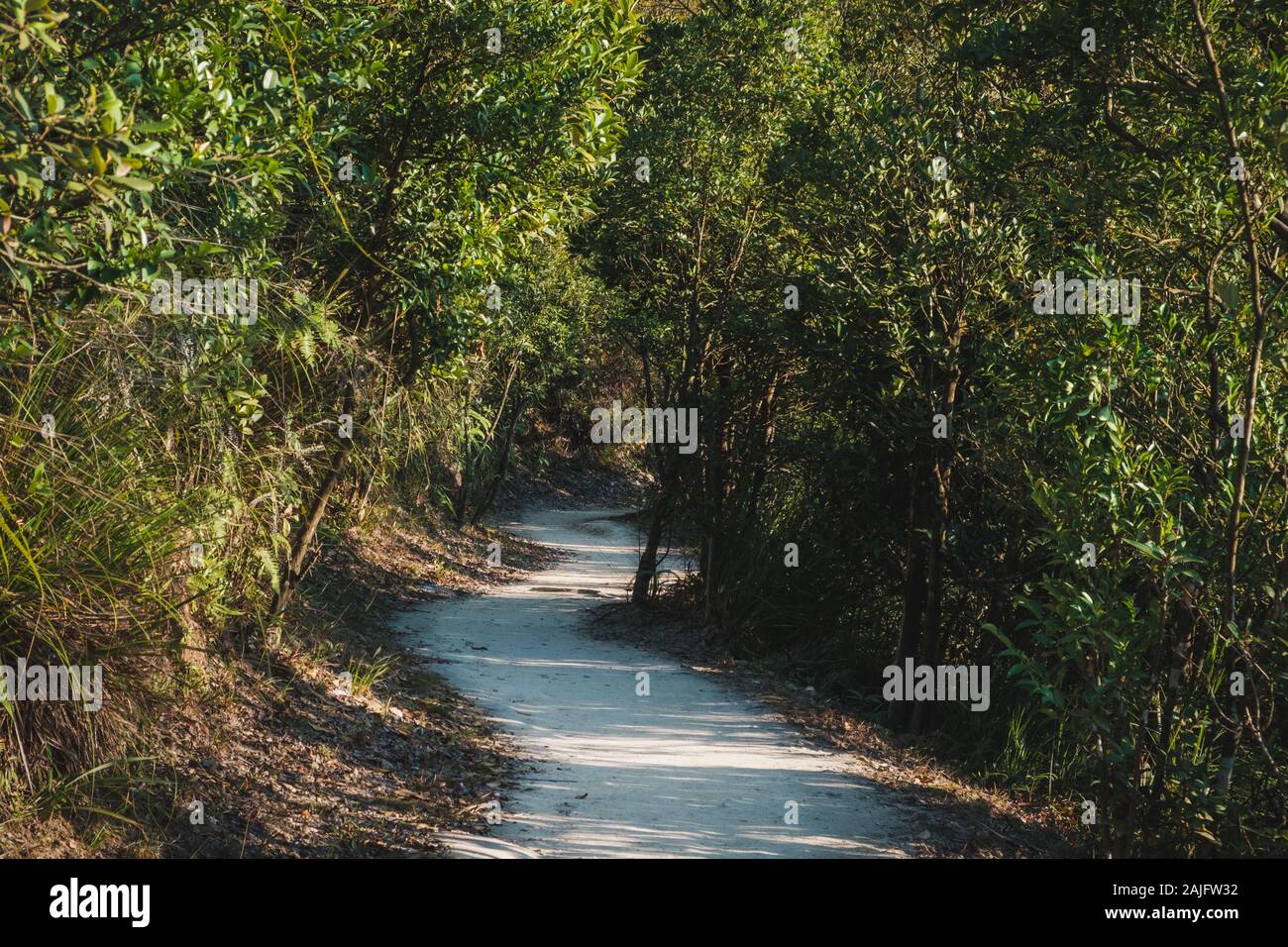 Chemin de randonnée en forêt, sentier pédestre à travers les arbres Banque D'Images