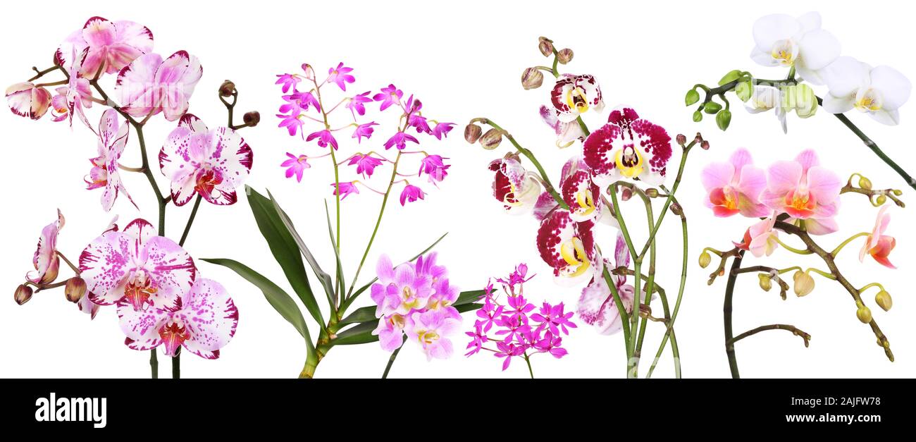 Orchidées, panorama avec fond blanc Banque D'Images
