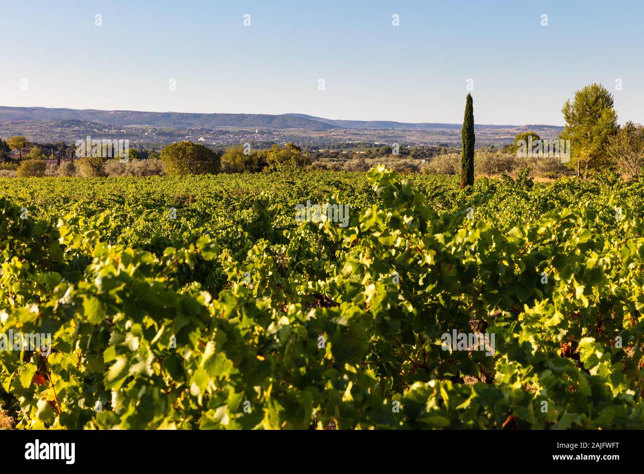 Vignes près de Chateauneuf-du-Pape, la Provence, la France, l'un des meilleur vin appellation dans le monde Banque D'Images