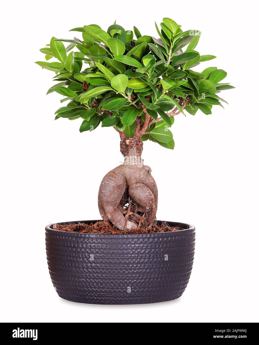 Petit Bonsai ginseng ficus, isolé Banque D'Images