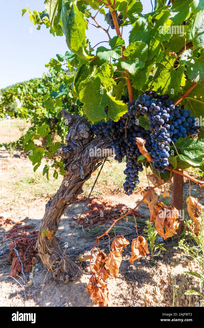 Dans un raisin vinyard dans le Luberon, Provence, Sud de France Banque D'Images