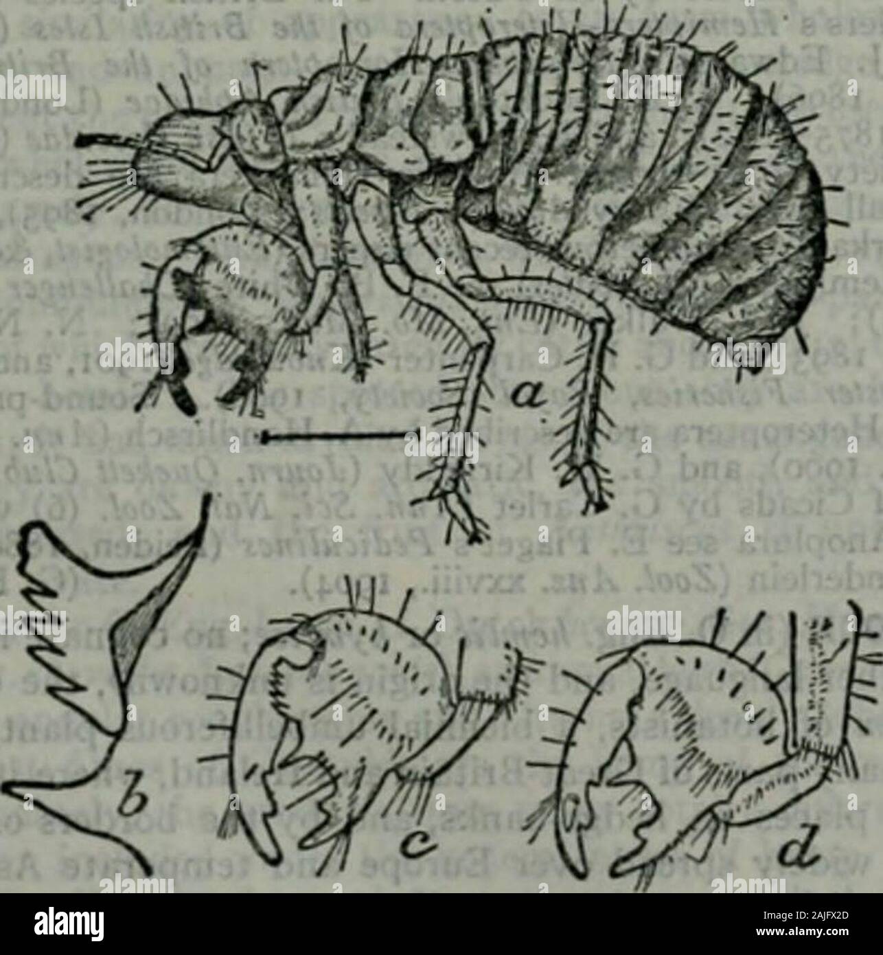 L'encyclopédie Britannica ; un dictionnaire des sciences, des arts, de la littérature et de l'information générale . Aci"r M. V., SliagcrUnd Snl-BulUniv.Cornell Lii.. Marialt la flore, Bull. (14 N. S), div. L'enl. C. S. Depl. Agr. Fig. 10.-un, nymphe (4e étape) de la CICAD, amplifié ; c. d. innerand cutter visages de jambe avant, magnifiefl- ; 6, les dents sur la cuisse, et les maxilles. pied dans l'avant et intermédiaire ayant jambe buta seul segment. L'entraver les segments abdominaux dans l'homme showacuriousasymnietricalarrangcment, l e segment portant sur un petit côté itsupper {slrigil plaque pédonculées) de fonction inconnue, meublées avec Banque D'Images