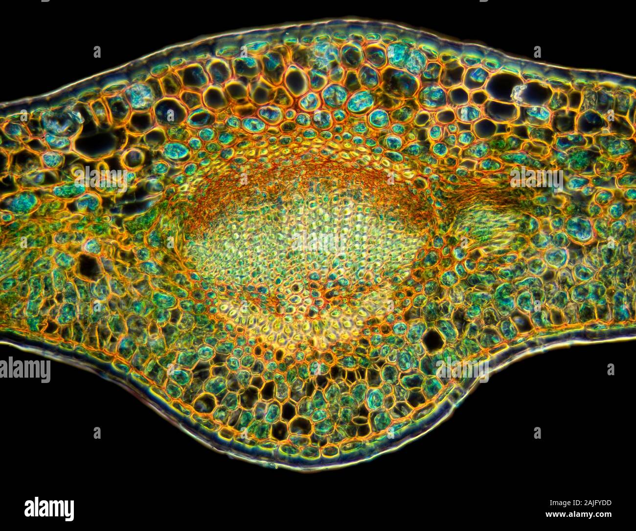 Fort, Buxus sp. veine feuille TS. Banque D'Images