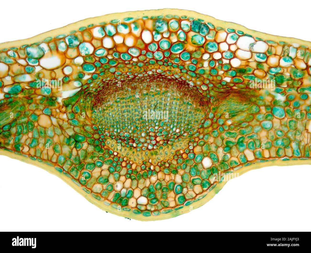 Fort, Buxus sp. veine feuille TS. Banque D'Images