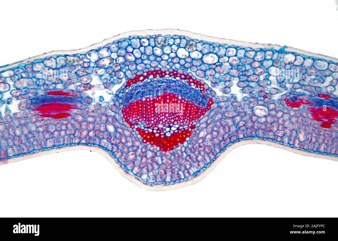 Fort, Buxus sp. veine feuille TS Banque D'Images