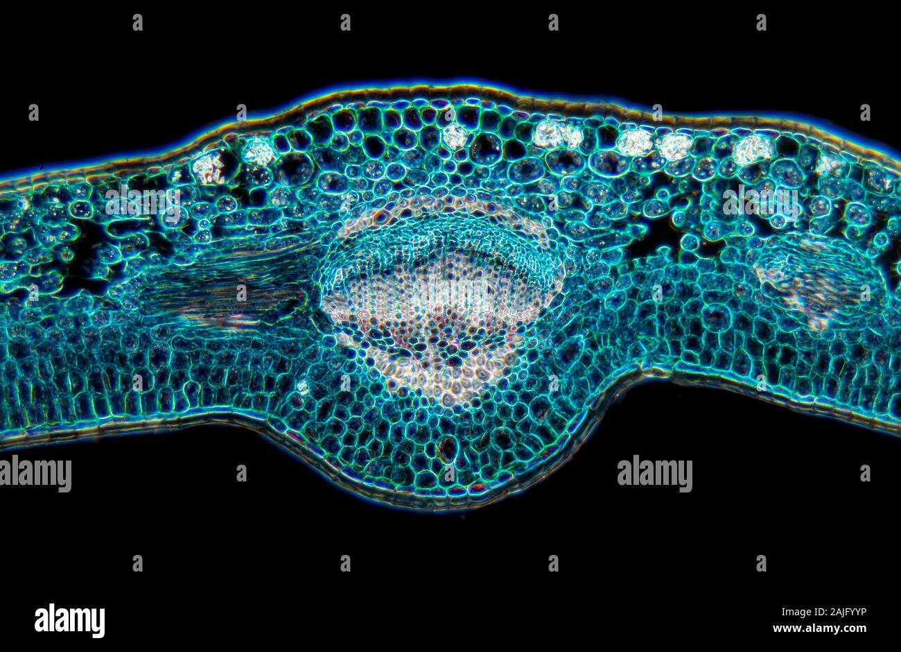 Fort, Buxus sp. veine feuille TS. Banque D'Images