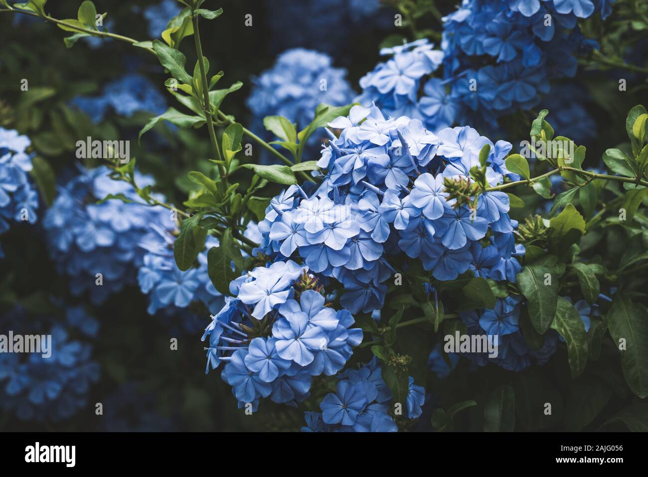 Des fleurs bleu azur Leadwort Plumbago connue aussi sous le nom de ou Plumbago Auriculata. Banque D'Images