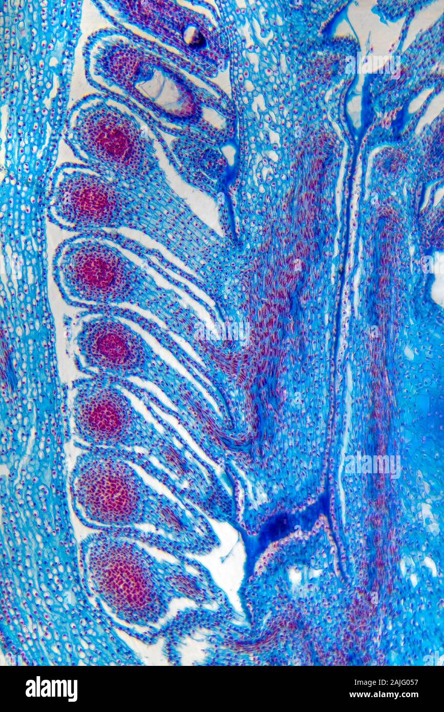 Snowdrop bouton floral, LS,Galanthus sp. Banque D'Images