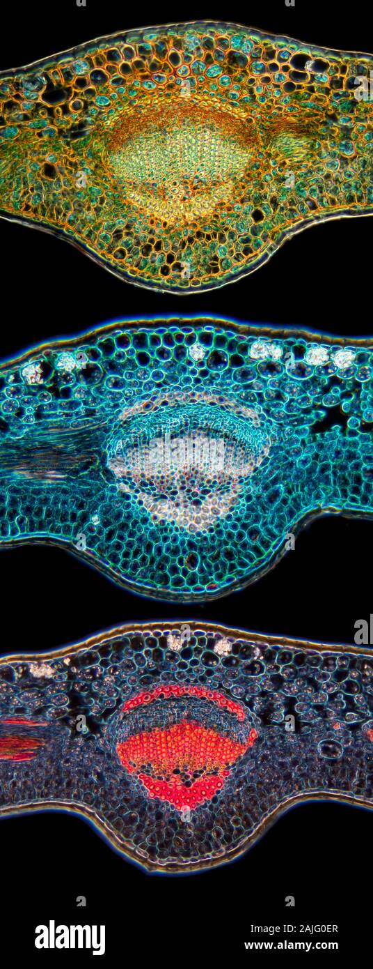 Fort, Buxus sp. veine feuilles comparaisons coloration différentielle TS. Banque D'Images