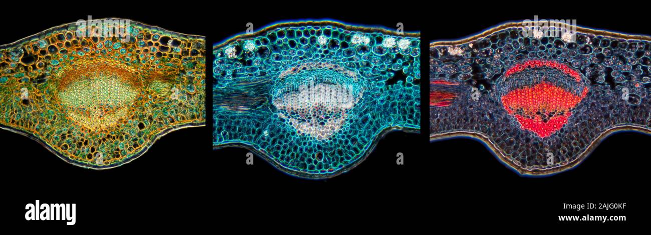 Fort, Buxus sp. veine feuilles comparaisons coloration différentielle TS. Banque D'Images