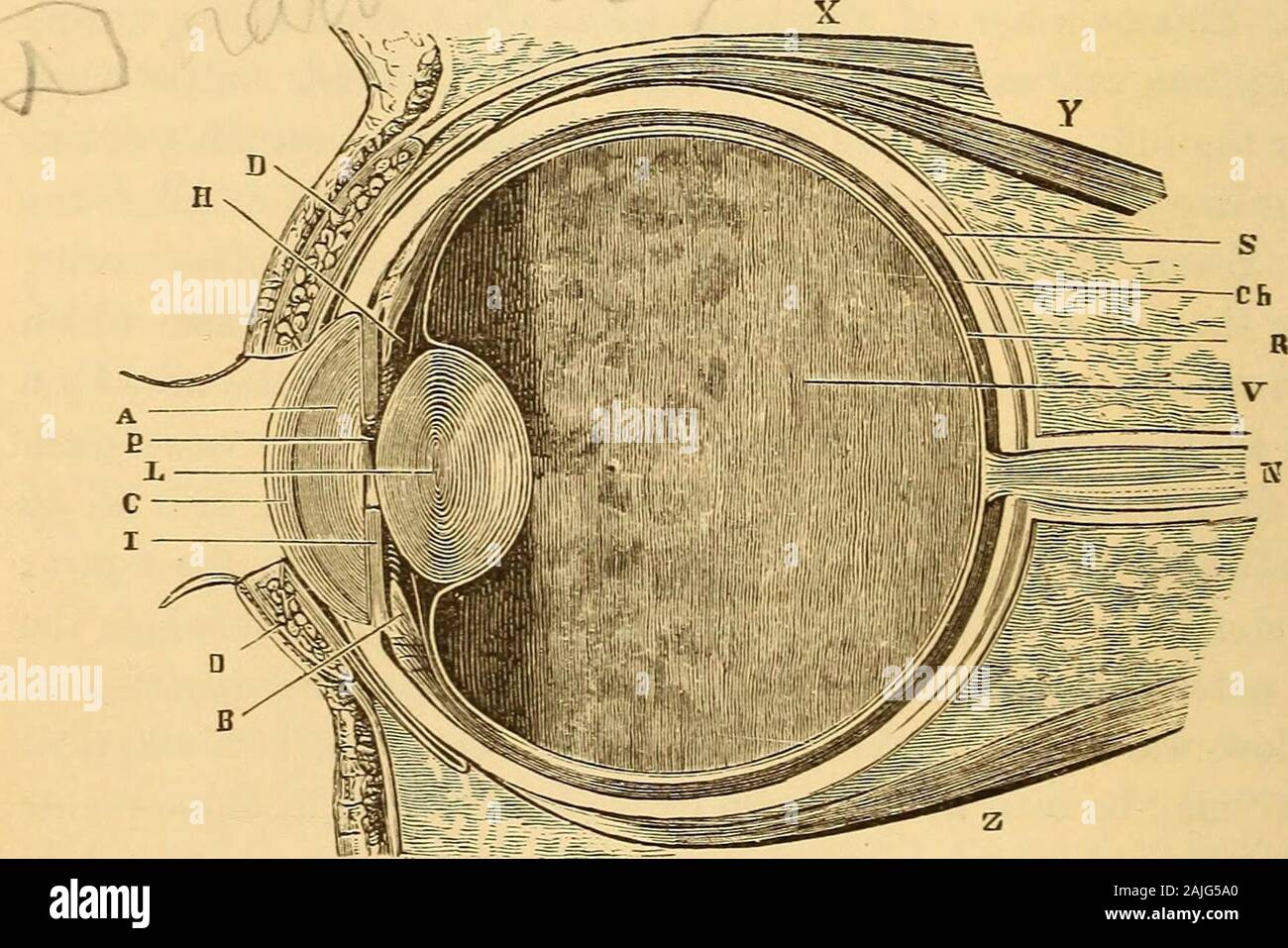 Un traité sur la physiologie et l'hygiène pour les établissements d'enseignement et de lecteurs en général .. Les figures . une parfaite lubrification de la surface de l'œil, et il nettoie dans les plus petites particules de poussière qui peuvent enterit, en dépit de la vigilance des couvercles et de fouet. La loi, qui est en général ofwinking effectuée, inconsciemment et whichtakes effectuée six fois ou plus dans une minute, facilite ce passage de la 57. Quand est-ce que la sécrétion des larmes se produire ? La sécrétion n'est pas utilisé pour l'oeil ?Emplacement du conduit nasal ? Son utilisation ? Le trop-plein de larmes dans les personnes âgées ? 58. Le passage de liquide aqueux Banque D'Images