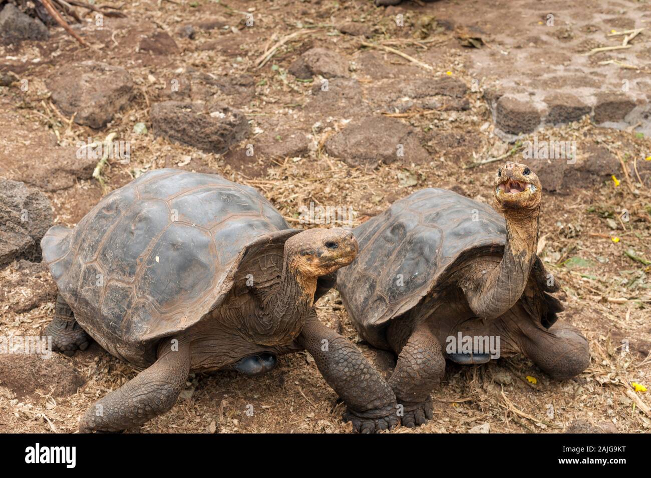 Tortues géantes au Centre de recherche Charles Darwin sur l'île Santa Cruz, Galapagos, Equateur. Banque D'Images