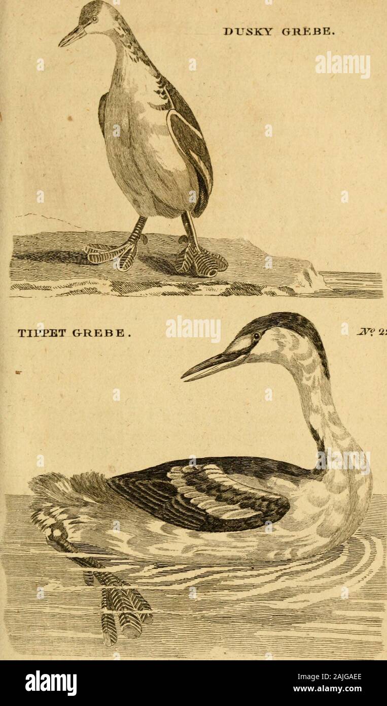 La zoologie . aii fyn. a-v. 125. ^g* Colymbus, la Grèbe esclavon. BriJJonAldr. OV. III. 104. a-v. VI. 34. tab. 3. fig. I. Une plus grande Loon, ou Arsfoot. Colymbus urinator fyfi.lin. WiL orn. 339. 223 Scopoli, no 102. Plus Dobchick. Ed-vj.av. Br. Zool. 133. 360. fig. 2. Cela diffère de la grande crefted inbeing Grebe lefs plutôt, et qui veulent les creft andruff. La foi de l'ftriped downwardsfrom sont cou la tête avec lignes étroites de noir blanc : en d'autres refpects agreewith les couleurs et les marques que l'oiseau. Cette fpecies a été (chaud sur Rofteme inChejbire est simple ; plutôt fcarce en Angleterre, mais je Banque D'Images