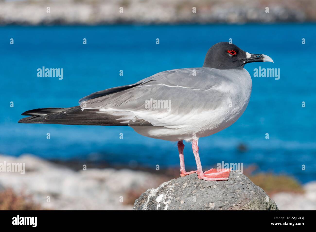 Swallow-tailed gull, onSouth Plaza island, Galapagos, Equateur. Banque D'Images