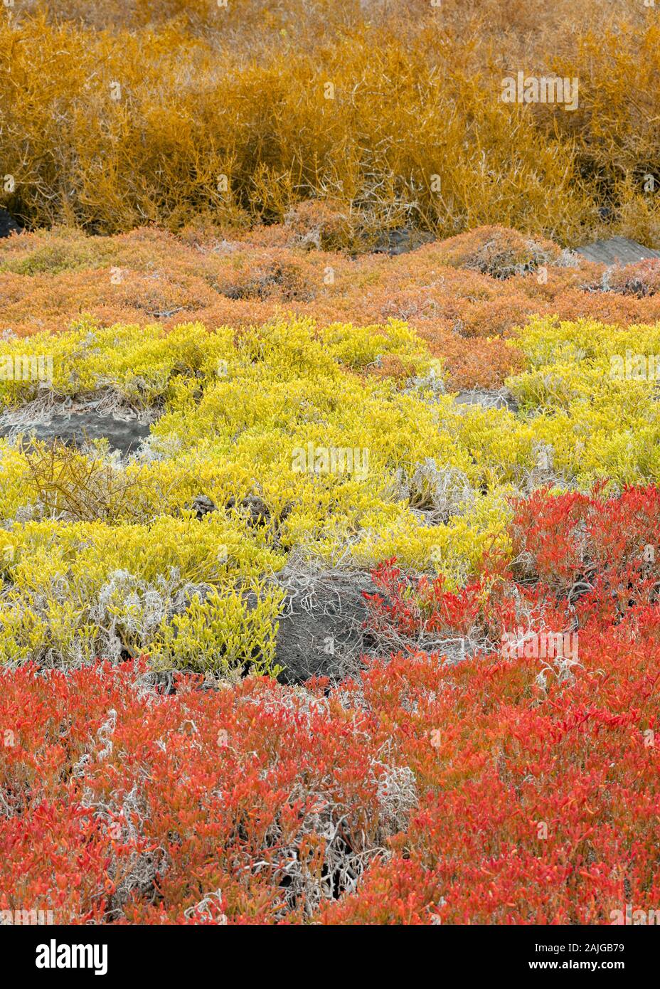 Végétation colorée sur l'île Espaniola, Galapagos, Equateur. Banque D'Images