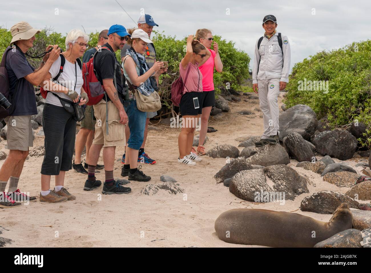 Les touristes avec leur guide naturaliste observant un lion sur mer Epaniola, Galapagos, l'île de l'Équateur. Banque D'Images