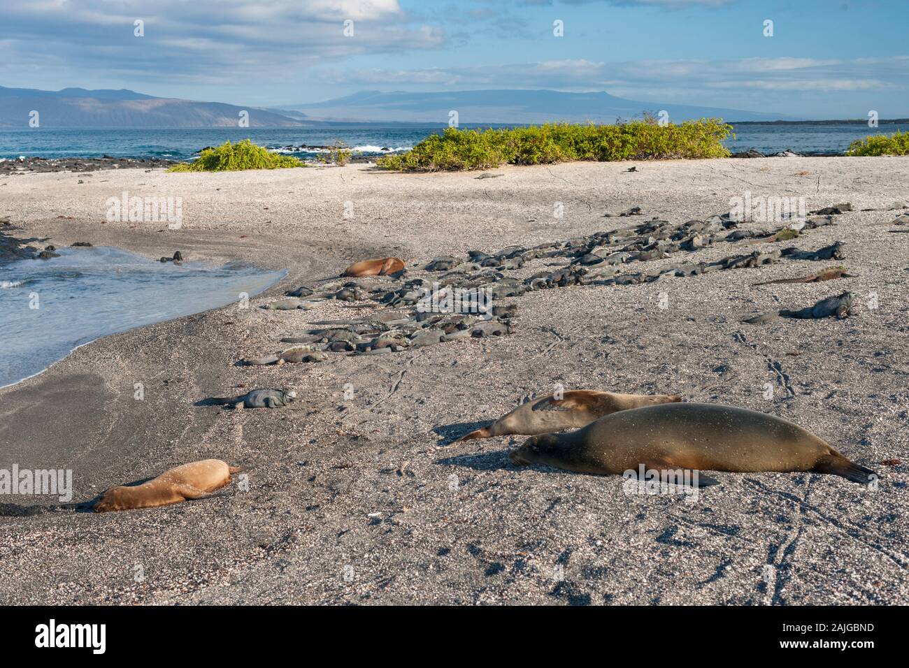 Les lions de mer et marine sur l'île Fernandina iguans, Galapagos, Equateur. Banque D'Images