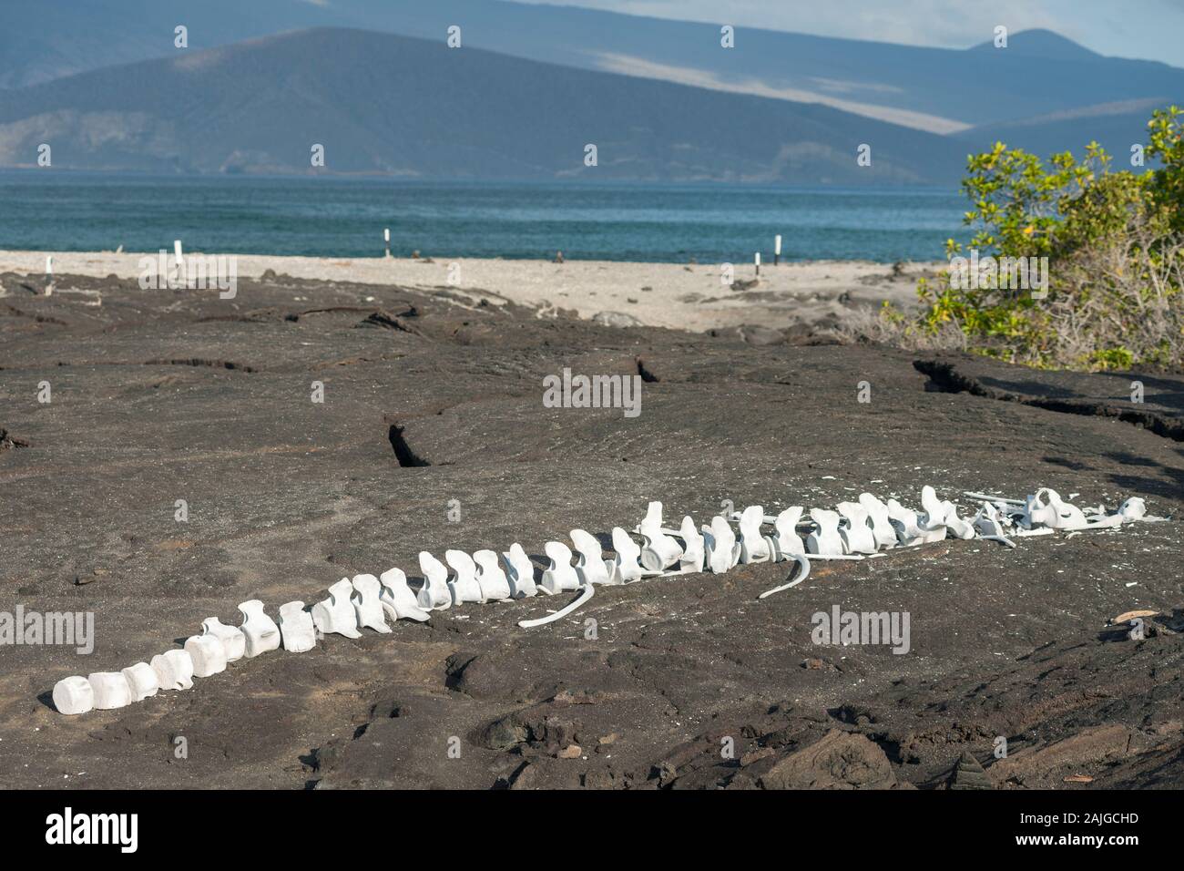 Les os de baleine, l'île de Fernandina, Galapagos, Equateur. Banque D'Images