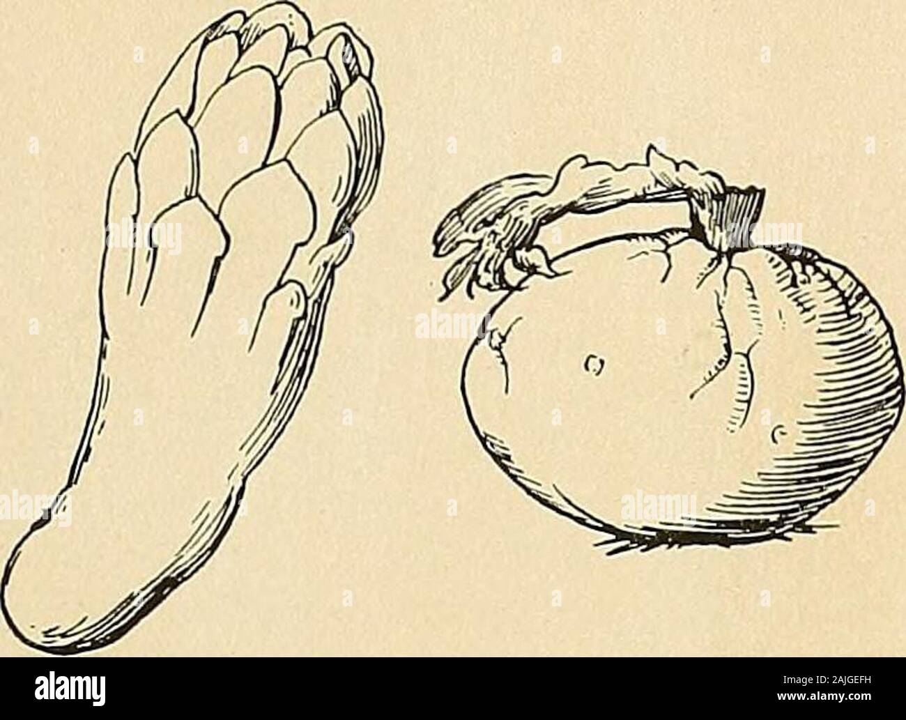 Les Cactaceae : descriptions et illustrations de plantes de la famille des cactus . Distribution : Le Venezuela ; nord-ouest de continent et îles de Bocas de Trinidad Tobago;. 42 L ; cactaceae ;. Cette espèce est répandue au-dessus de la Guayra et à propos de Puerto Cabello, Venezuela, en particulier sur le dernier endroit, où il est le plus commun, d'être abundantboth cactus vu sur les collines et sur les appartements près de la mer. Ses branches sont souvent envahis par des plantes grimpantes, et orchidées, broméliacées. Elle est abondante sur les Monos, Chacachacare et Patos îles de Trinité, inhabitingrocky collines et falaises, et variant de sveltes, li Banque D'Images