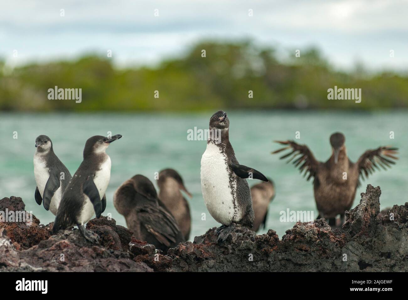 Les manchots des Galapagos et des cormorans aptères à Elizabeth Bay, l'île Isabela, Galapagos, Equateur. Banque D'Images