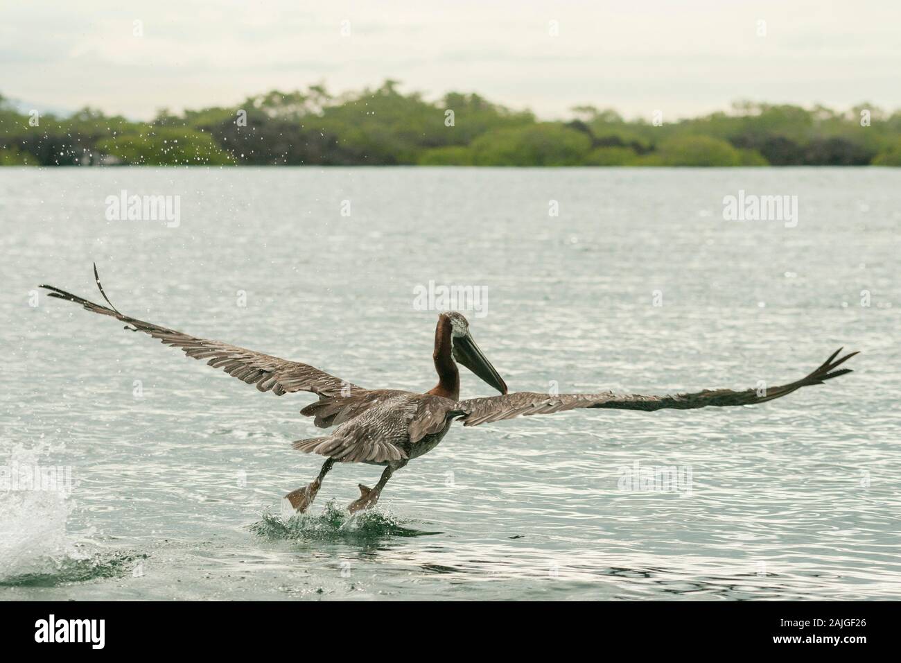 Pélican brun (considéré comme une sous-espèce endémique aux Galápagos) prendre son envol à Elizabeth Bay, l'île Isabela, Galapagos, Equateur. Banque D'Images
