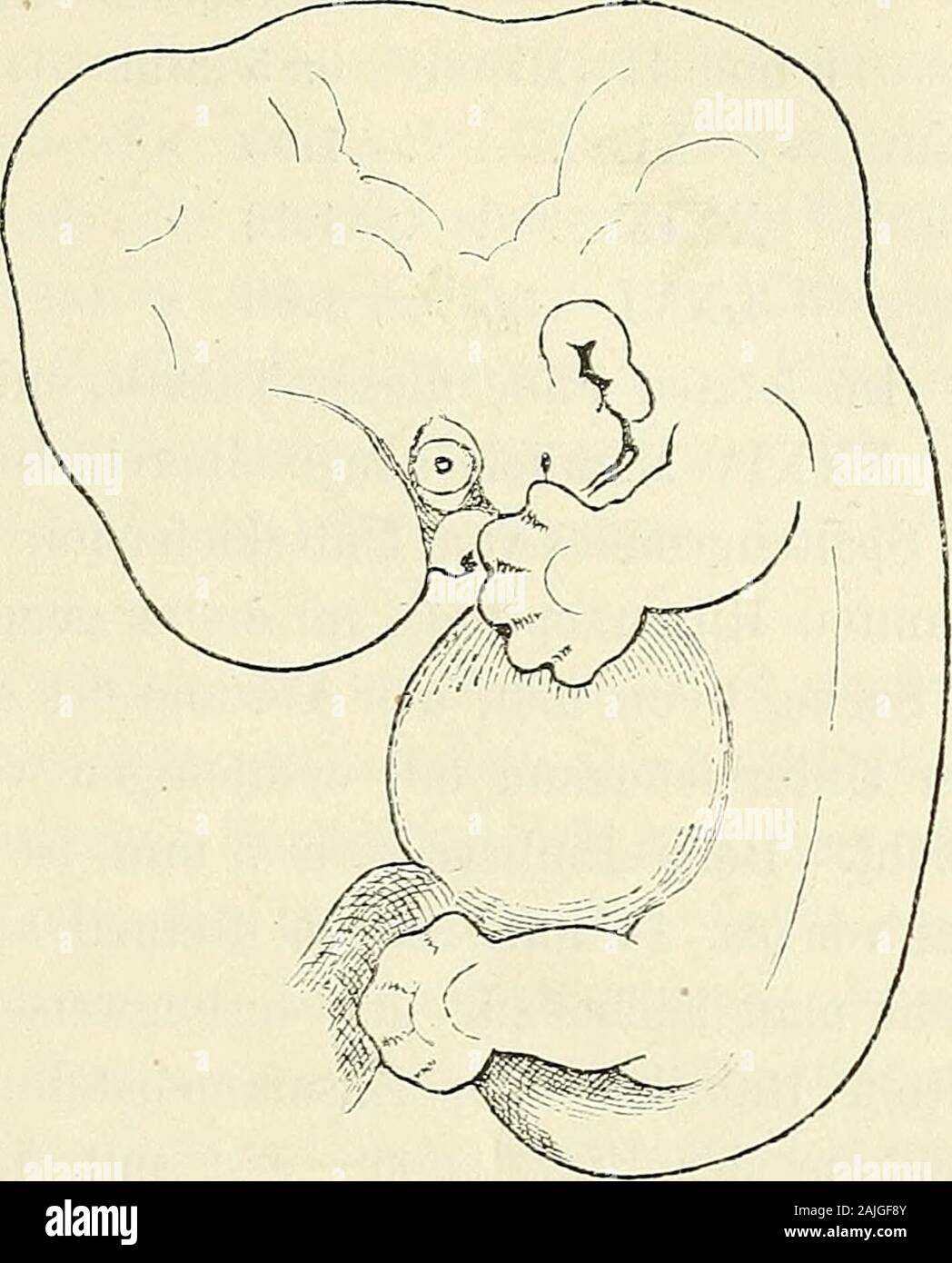 Pot menschlicher . Embryonen und bergen da-liegendem lenthale entre-nous. Die zwei Wel-lenberge ISTacken sind der-höcker und das Gebietvom zumMittelhim cervelet bis ; das Wellen-Einsenkungder Eautengrube thal ist die bez. dasGebiet Brückenkrüni- Zweiter Der Monat. Von Embryonen 12-14 mm. 53 mung. Wenn mm dieWellenlinie-geschoben wird zusammen, somüssen dieBerge tant höher als, auchdas Thal tiefer werden. Mourir, vermehrteBrückenkrümmungmuss ausdieser er Ausführung wie sich-gieht miteiner Verkür relativen, einhergehen-Hinterkopfesund Tieferwer des zung der-den mussmit desselben, es et Banque D'Images