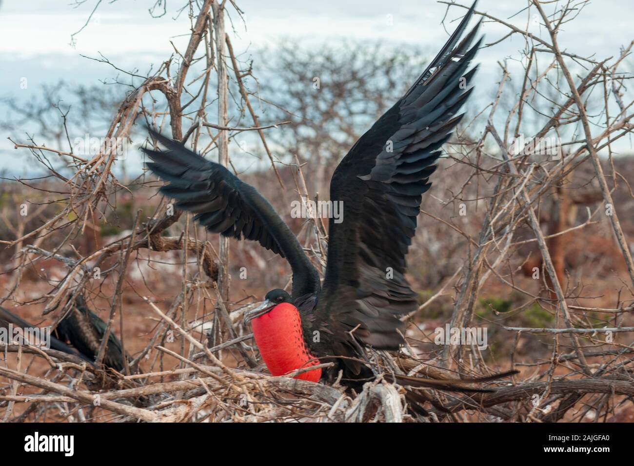 La frégate magnifique oiseau sur l'île Seymour Nord, Galapagos, Equateur. Banque D'Images