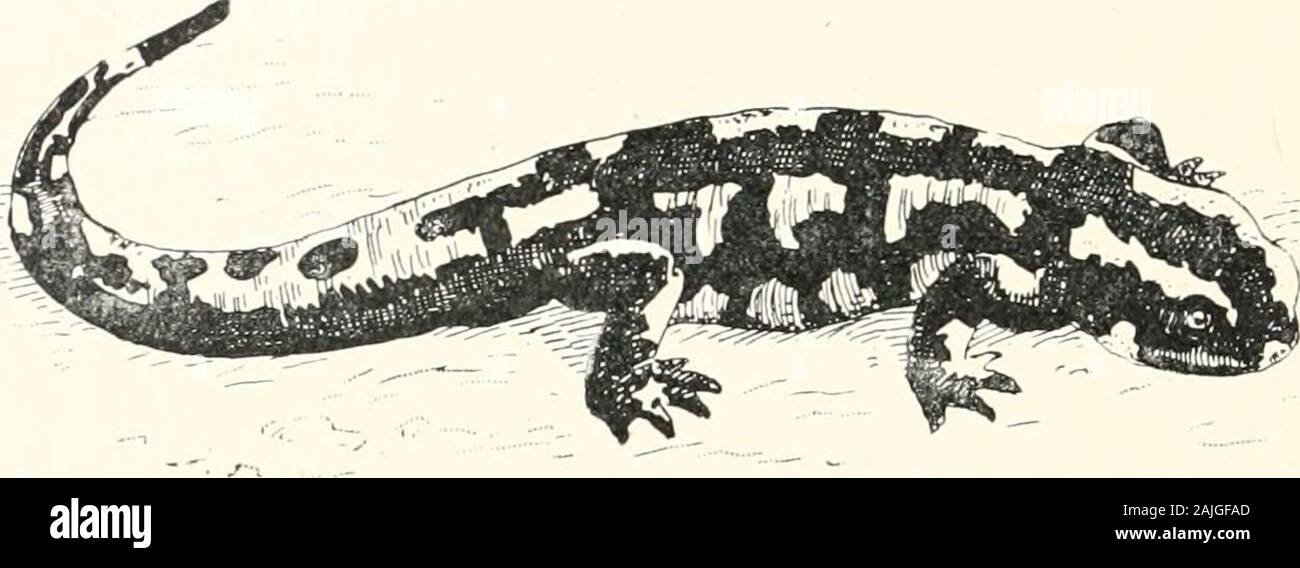 ; Venins animaux venimeux et antivenomous serum-therapeutics . theAlps et les montagnes de l'Europe centrale, près de la ligne de neige, et jusqu'à une altitude de 3 000 mètres. Salamandra maculosa (Salamandre, fig. 121), distributedthroughout presque toute l'Europe, et aussi en Afrique du Nord. Triton triton crêté (cristatiis), toutes les communes de même overEurope. Marmoratus triton marbré (Newt, fig. 122), ce qui est rencontré dans des endroits sombres et humides, au Portugal, en Espagne, au sud et à l'CentralFrance, et au nord jusqu'à la forêt de Fontainebleau. Cryptobranchus japonicus (Grande salamandre japonais Banque D'Images