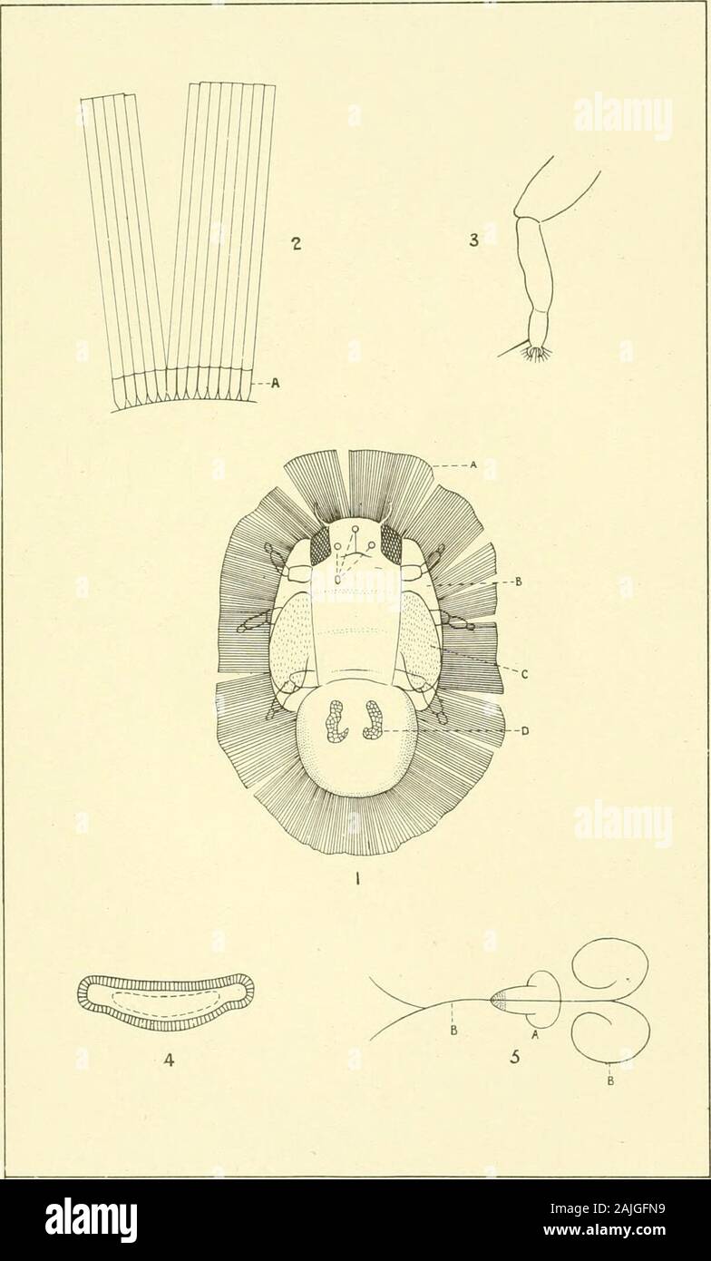 Les transactions et les travaux de l'Institut néo-zélandais . Une nouvelle espèce de PSYLLE.^-Marriner Trans. N.Z. Inst., Vol. XXXV. PI. XXXIV.. Une nouvelle espèce de PSYLLE^E.-Marriner. Trans. N.Z. Inst., Vol. XXXV. Pl. XXXV. Banque D'Images