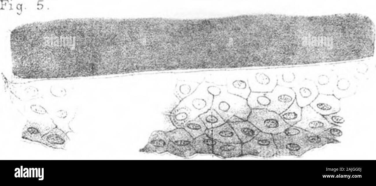 Sur le développement de l'émail des dents des vertébrés . la membrane de sous-sol,un petit morceau de ce qui a été heureusement arrachés avec des aiguilles.obj. F. Zeiss. La figure 12. Passage de l'article d'une dent de la raie. A Oaleification proceededfrom la surface jusqu'à cal. Les fissures dans les portionare calcifiée produite dans la coupe. La plupart de la dentine est encore imcalcified.L'acide nitrique a été ajouté sous la lamelle et a mis en application un moreclearly la membrane de sous-sol, qui, toutefois, jamais dans n'importe quel stade de la dent peut être soulevé par l'acide, comme on peut le cuticula qui se trouve overit, un fragmen Banque D'Images