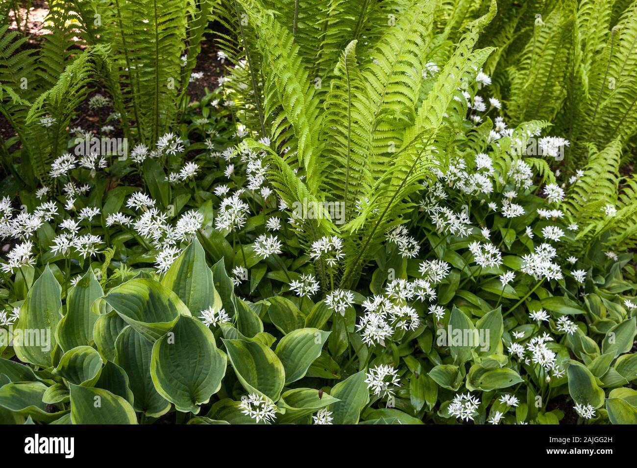 Wild Garlic hostas fougères plante frontière Matteuccia hosta Banque D'Images