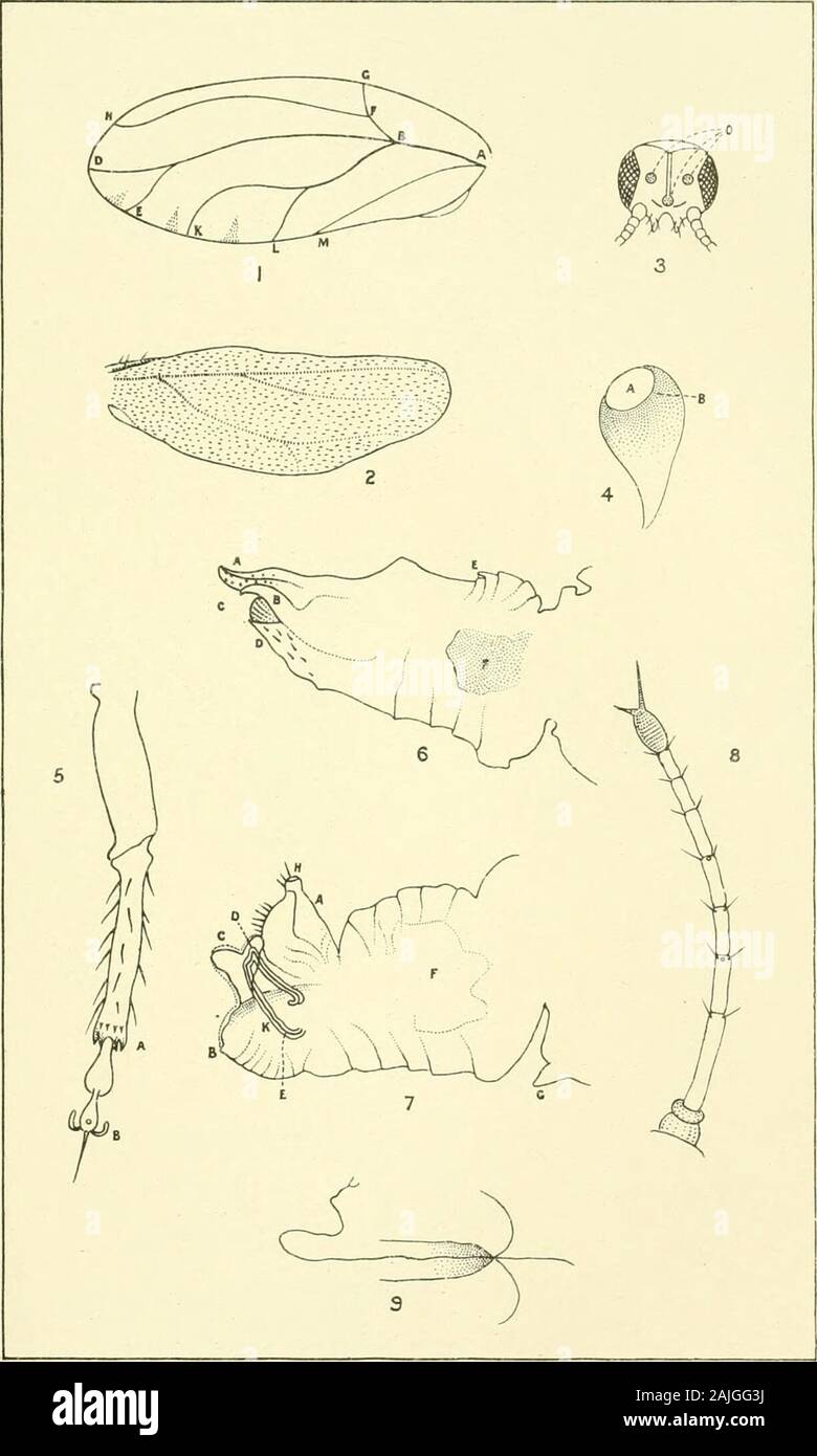 Les transactions et les travaux de l'Institut néo-zélandais . » •F f l •. optera-Philpott. Trans. N.Z. Inst., Vol. XXXV. PI. XXXIII.. Une nouvelle espèce de PSYLLE.^-Marriner Trans. N.Z. Inst., Vol. XXXV. PI. XXXIV. Banque D'Images