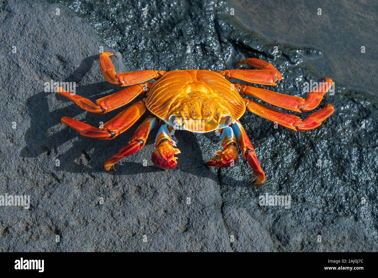 Sally Lightfoot crab sur l'île de Santiago, Galapagos, Equateur. Banque D'Images