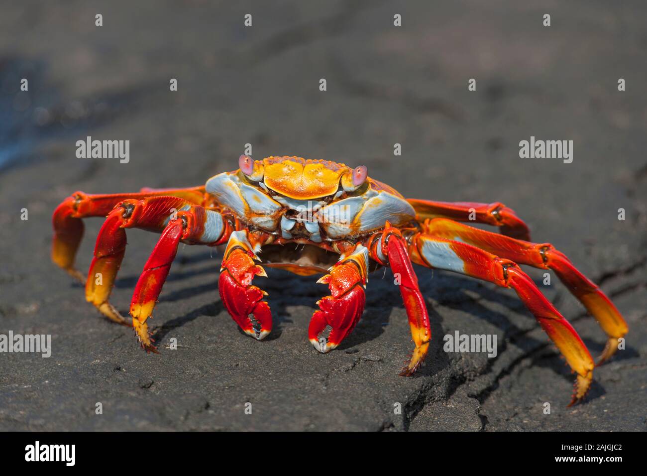 Sally Lightfoot crab sur l'île de Santiago, Galapagos, Equateur. Banque D'Images